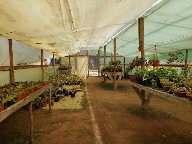 Opiniones de Vivero juanybel en El Tabo - Centro de jardinería