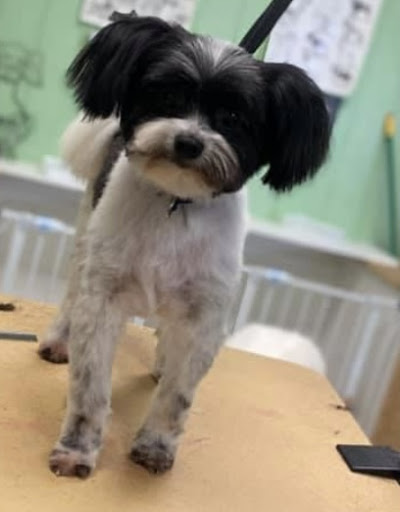 Pet Groomer «Tidy Dog Pet Supply & Salon», reviews and photos, 2612 Lebanon Pike A, Nashville, TN 37214, USA