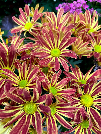 Home Improvement Store «The Home Depot», reviews and photos, 475 S Schmale Rd, Carol Stream, IL 60188, USA