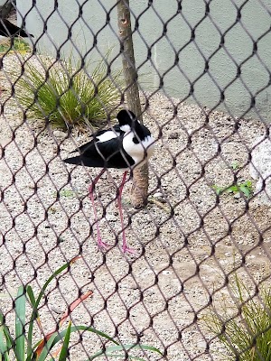 Aquarium of the Pacific - photo 34