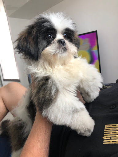 Centro Veterinario Mozart en Badalona