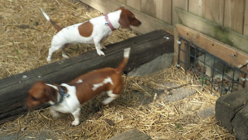 Pet Groomer «Tidy Dog Pet Supply & Salon», reviews and photos, 2612 Lebanon Pike A, Nashville, TN 37214, USA