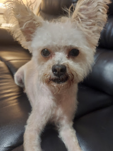 Pet Groomer «Pet Salon», reviews and photos, 8338 S Stony Island Ave, Chicago, IL 60619, USA