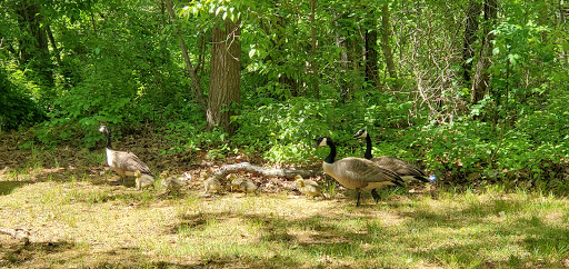 Park «Reverend Arthur Mackey Park», reviews and photos, 242 Elmwood Ave, Roosevelt, NY 11575, USA