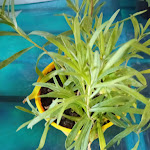 Photo n°3 de l'avis de giuseppe.e fait le 05/04/2021 à 21:06 sur le  Ristorante Ai Tre Laghetti Vittoria à Vittoria