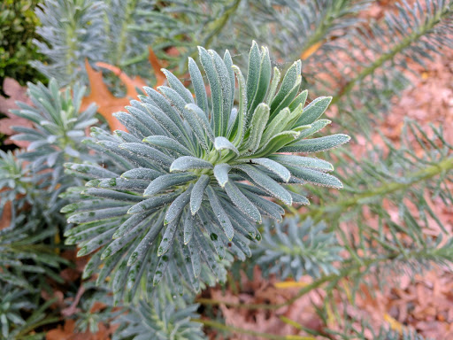 History Museum «Bush House Museum», reviews and photos, 600 Mission St SE, Salem, OR 97302, USA