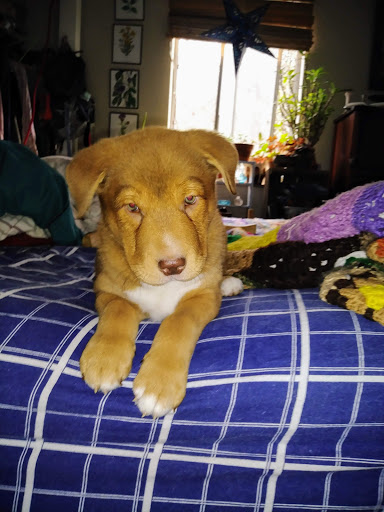 Pet Supply Store «Petco Animal Supplies», reviews and photos, 4908 Kingston Pike, Knoxville, TN 37919, USA