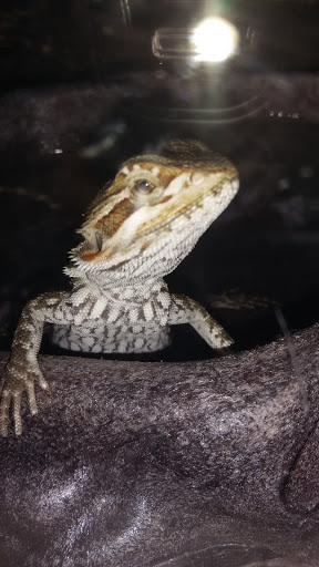 Pet Supply Store «PetSmart», reviews and photos, 1462 Jeffreys Rd, Rocky Mount, NC 27804, USA