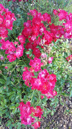 Asian Grocery Store «Hong Phat Market», reviews and photos, 1107 College St SE, Lacey, WA 98503, USA