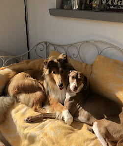 Frohe Hunde Große Falterstraße 141, 70597 Stuttgart, Deutschland