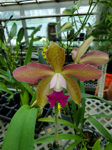 Florist «Little Brook Orchids», reviews and photos, 25 Rider Ave, Lancaster, PA 17603, USA