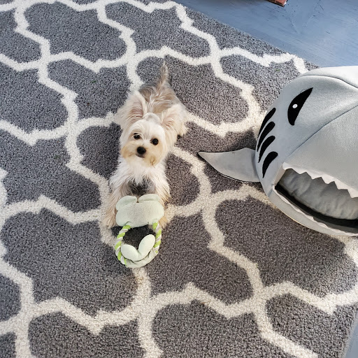 Pet Supply Store «PetSmart», reviews and photos, 730 S Sepulveda Blvd, El Segundo, CA 90245, USA