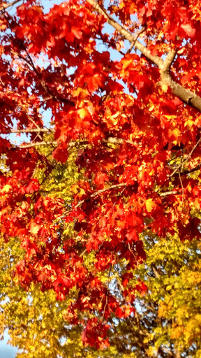 Nature Preserve «Greenbelt Forest Preserve», reviews and photos, 1110 S Green Bay Rd, North Chicago, IL 60035, USA