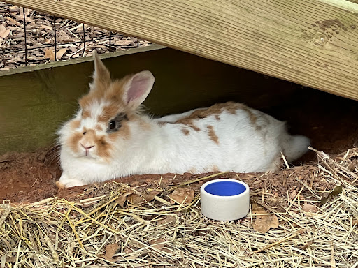 Nature Preserve «Autrey Mill Nature Preserve & Heritage Center», reviews and photos, 9770 Autrey Mill Rd, Johns Creek, GA 30022, USA