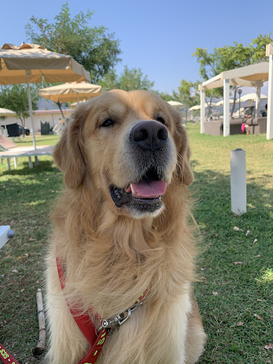 Pensioni per cani e dog hotel a Pet Style