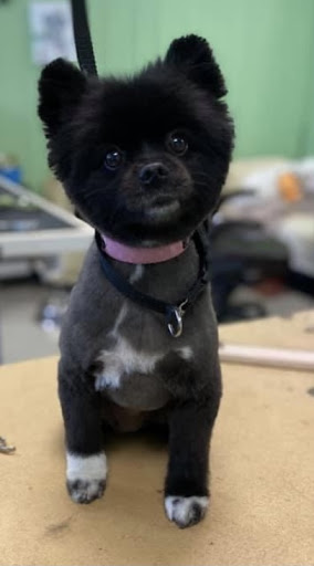 Pet Groomer «Tidy Dog Pet Supply & Salon», reviews and photos, 2612 Lebanon Pike A, Nashville, TN 37214, USA