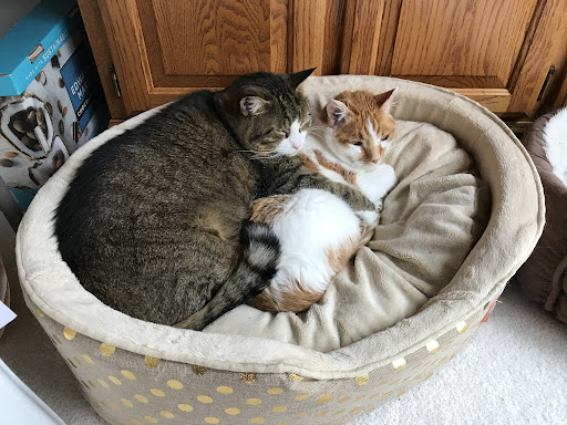 Pet Supply Store «The Green Spot», reviews and photos, 1110 S 71st St, Omaha, NE 68106, USA