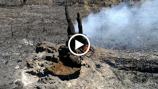 National Forest «Francis Marion National Forest», reviews and photos, 2967 Steed Creek Rd, Huger, SC 29450, USA