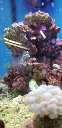 Pet Supply Store «Petco Animal Supplies», reviews and photos, 251 W Lee Hwy #617, Warrenton, VA 20186, USA