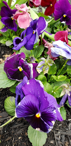 Grocery Store «Hannaford Supermarket», reviews and photos, 99 Main St, Gorham, ME 04038, USA