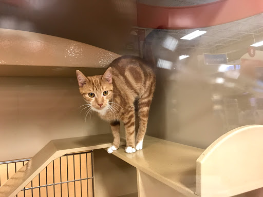 Pet Supply Store «PetSmart», reviews and photos, 400 Universal Dr N, North Haven, CT 06473, USA