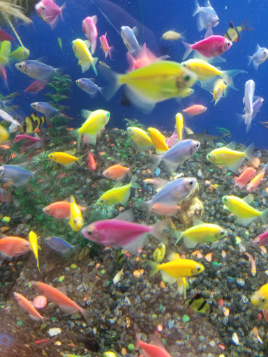 Pet Supply Store «Pet Valu», reviews and photos, 200 Biggs Blvd, Harrison, OH 45030, USA