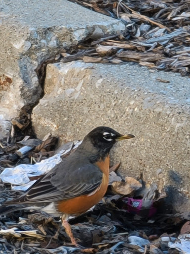 Home Improvement Store «The Home Depot», reviews and photos, 4060 95th St, Oak Lawn, IL 60453, USA