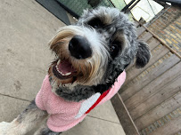 Zen Dogs Chicago - Photo 8 - Car repair in Chicago, IL, Chicago