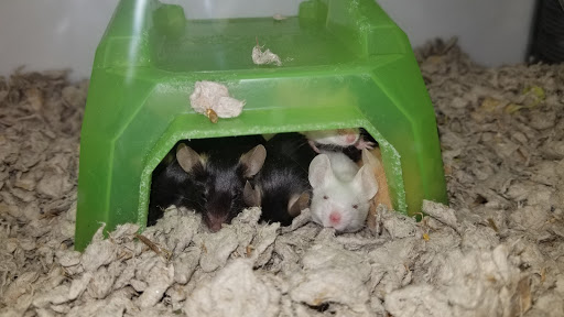 Pet Supply Store «Petco Animal Supplies», reviews and photos, 790 Waverly Rd, North Andover, MA 01845, USA