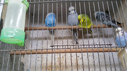 Nunawading Birds & Pets