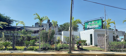 MERCADO DE PLANTAS