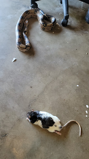 Reptile Store «Reptile Pets Direct», reviews and photos, 8088 Pat Booker Rd, Live Oak, TX 78233, USA