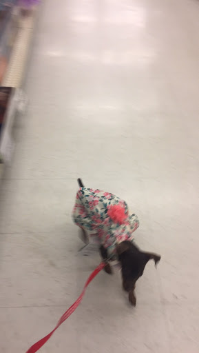 Pet Supply Store «Pet Supplies Plus», reviews and photos, 5708 State St, Saginaw, MI 48603, USA