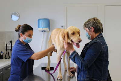 Clinique Vétérinaire VPLUS de Mirambeau à Mirambeau