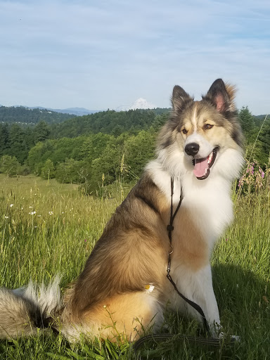 Park «Powell Butte Nature Park», reviews and photos, 16160 SE Powell Blvd, Portland, OR 97236, USA