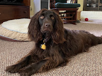 Happy & Fed Pet Care - Photo 7 - Car repair in , Knoxville