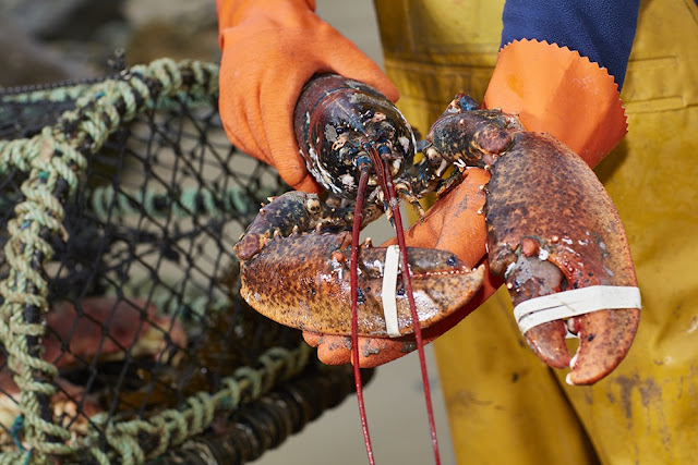 The Lobster Pot - Wholesale & Retail Shellfish (Not RESTAURANT)