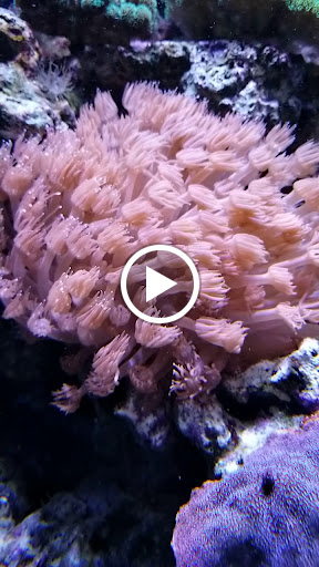 Aquarium «Marine EXTREMES», reviews and photos, 6257 E 21st St N, Wichita, KS 67208, USA