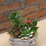 Photo n°4 de l'avis de Dajana.o fait le 10/03/2024 à 15:08 sur le  Pizzarama à Finale Emilia