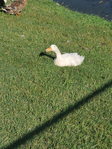 Fast Food Restaurant «Chick-fil-A», reviews and photos, 815 England St, Ashland, VA 23005, USA