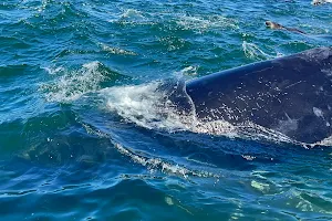 Morro Bay Whale Watching image