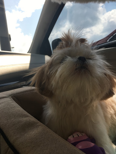 Pet Supply Store «Petco Animal Supplies», reviews and photos, 7303 Pinnacle Pkwy, Covington, LA 70433, USA