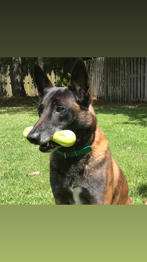 Well Mannered Canine