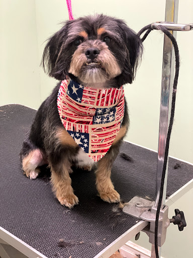Pet Groomer «Doggie Style Bowtique», reviews and photos, 1713 Westport Rd, Kansas City, MO 64111, USA