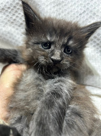 Exotic Purr - Photo 5 - Car repair in Plymouth, MI, South Lyon