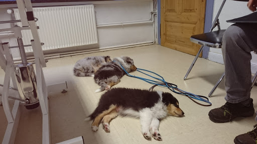 Dr.med.vet. Michael Barkhoff Veterinary clinic unter Nienburg, Niedersachsen