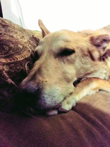 Animal Medical Center of Corona image