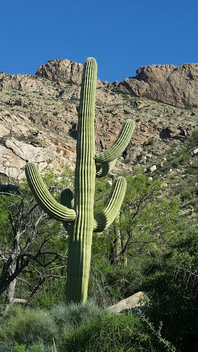 Tourist Attraction «Linda Vista Trail», reviews and photos, 730 E Linda Vista Rd, Oro Valley, AZ 85737, USA