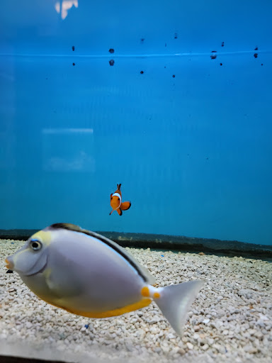 Tropical Fish Store «Ocean Aquarium», reviews and photos, 6820 E Black Horse Pike, Egg Harbor Township, NJ 08234, USA