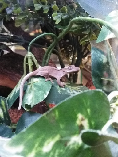 Pet Supply Store «Pet Finatics», reviews and photos, 3150 Navarre Ave, Oregon, OH 43616, USA